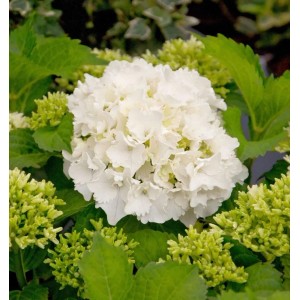 Bauernhortensie Bright White 30-40cm - Hydrangea macrophylla