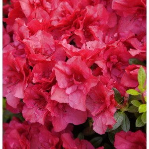 Nahaufnahme des Rhododendron Kaminduft mit leuchtend roten Blüten.