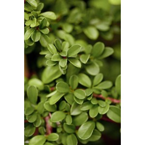 Detailaufnahme der Kriechmispel 'Eichholz' im 9x9 cm Topf, ein immergrüner Bodendecker.