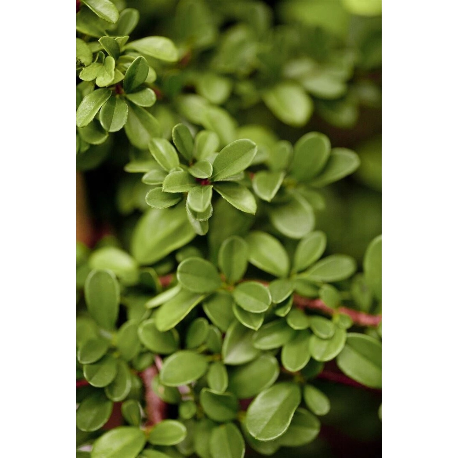 Cotoneaster Radicans Eichholz Kriechmispel Immergrün Ca. 9x9 cm Topf günstig online kaufen
