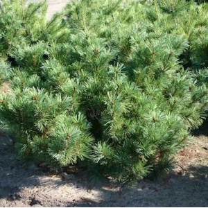 Grüne Zwergzirbelkiefer (Pinus cembra) als Strauch, ca. 20-25cm hoch.