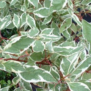 Hartriegel 'Ivory Halo' Cornus alba 40 bis 60 cm im Container Kompakt Wachsend