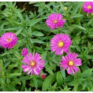 Kissenaster Stralight (Aster dumosus) mit weinroten Blüten und gelber Mitte im Herbst.