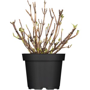 Junge, rote Bauernhortensie 'Beauty of Boskoop' im Topf mit ersten, zarten Blättern.