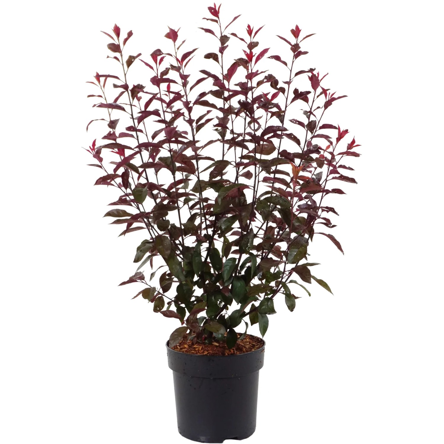 GROW by OBI Zwerg-Blutpflaume Höhe ca. 60 cm Topf ca. 6 l Prunus cistena