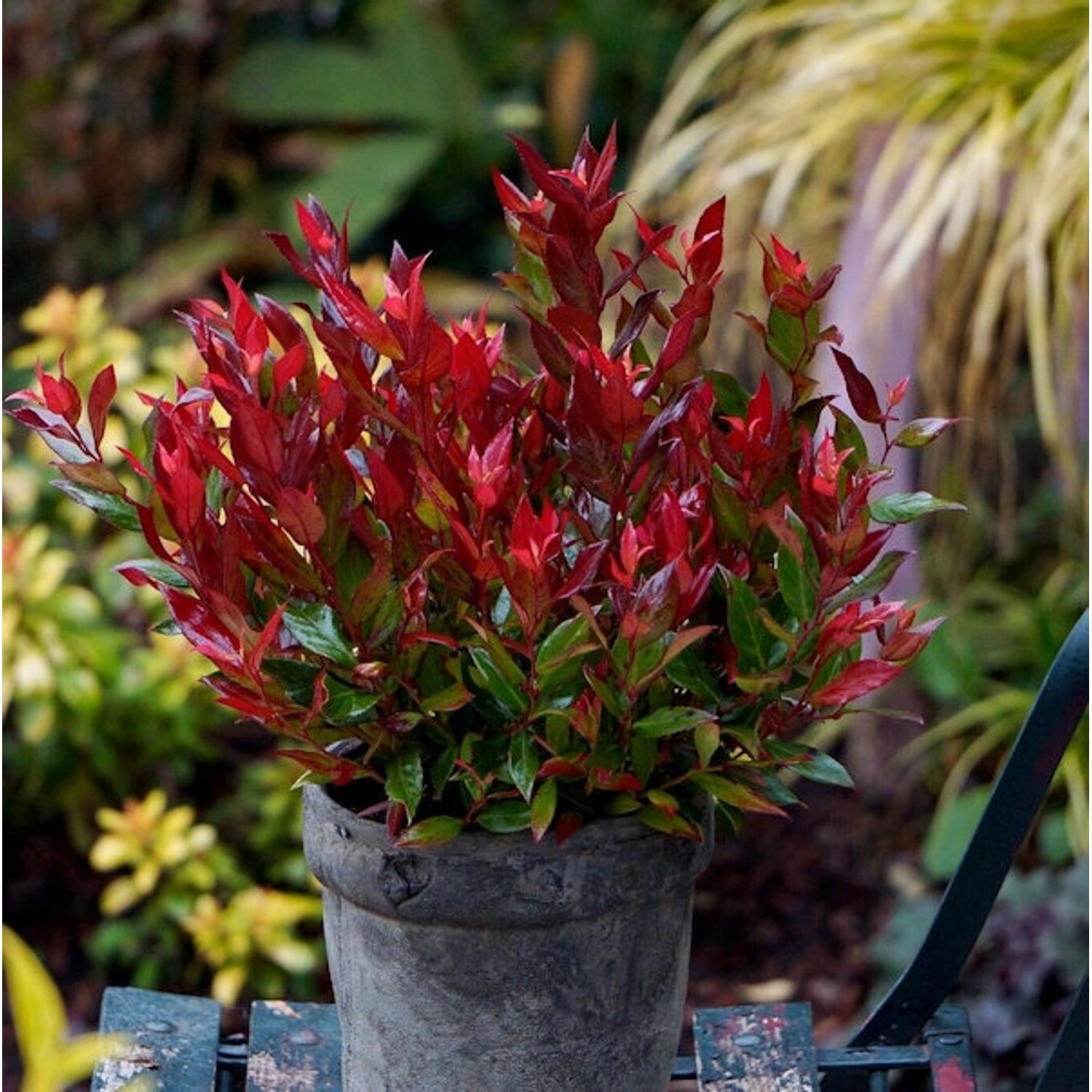 Traubenheide Little Flames 20-25cm - Leucothoe fontanesiana günstig online kaufen