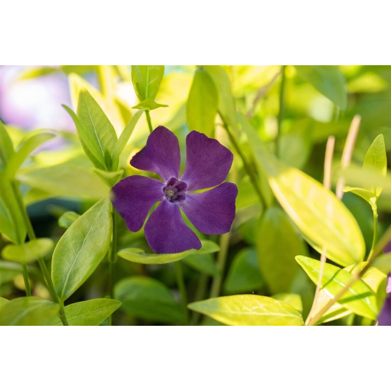 Vinca Minor Verino Immergrün Blau Ca. 9x9 cm Topf günstig online kaufen