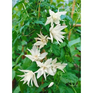 Blühende Clematis Alpina Alpen-Waldrebe mit weißen Blüten und grünen Blättern.