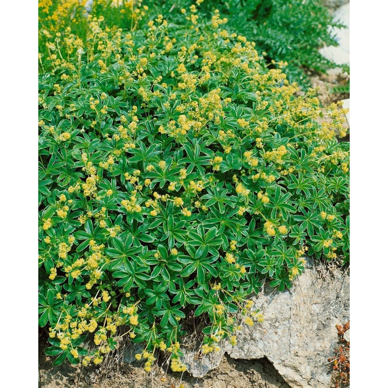 Alchemilla Alpina Alpen Frauenmantel Ca. 9x9 cm Topf günstig online kaufen