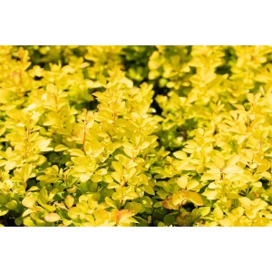 Goldgelbe Berberitze 'Maria' als Heckenpflanze, 20-25 cm hoch.