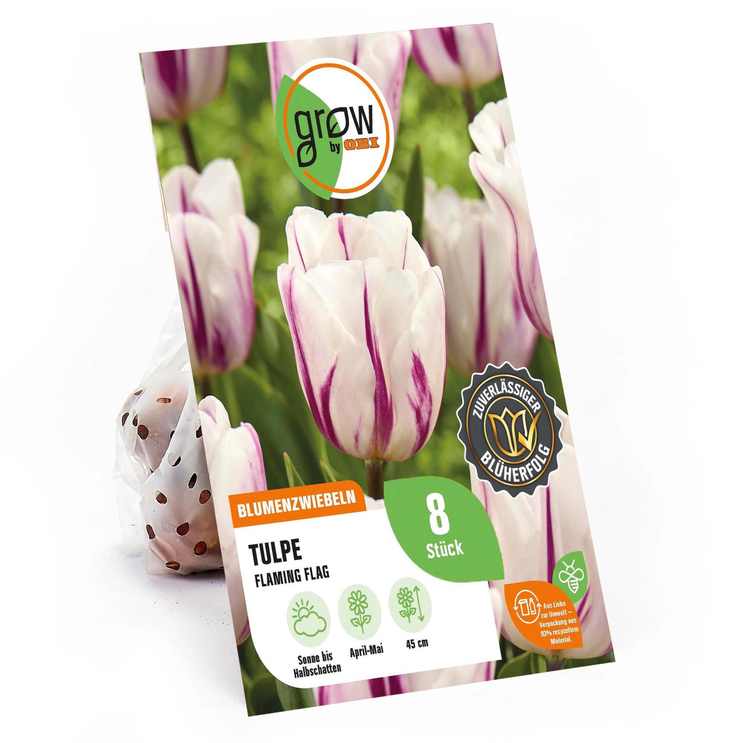 Verpackung GROW by OBI Tulpe Flaming Flag, 8 Stück, weiße Blüten mit purpurnen Streifen.