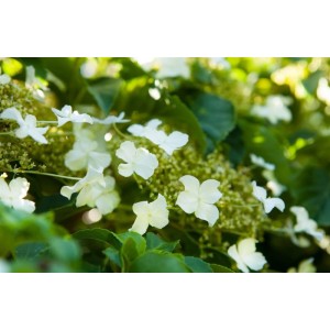 Nahaufnahme der weißen Blüten einer Kletterhortensie (Hydrangea Petiolaris), 80-100 cm hoch.