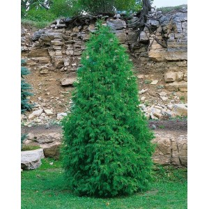 Säulen-Lebensbaum Thuja 'Columna', 80-100 cm, grüne Heckenpflanze für Garten und Sichtschutz.