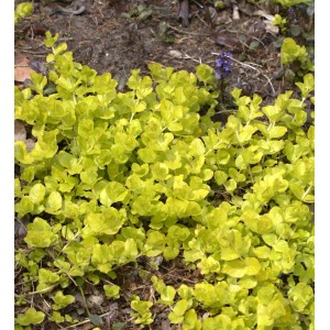 Goldgelbes Pfennigkraut Goldilocks als Bodendecker im Garten.