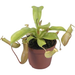 Kannenpflanze Nepenthes velvet im Topf, ca. 15 cm hoch. Fleischfressende Pflanze mit Kannen.