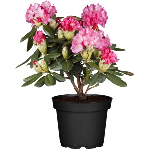 Rosaroter OBI Yaku-Rhododendron Fantastica im Topf, ca. 20-30 cm hoch.