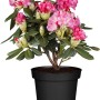 Rosaroter OBI Yaku-Rhododendron Fantastica im Topf, ca. 20-30 cm hoch.