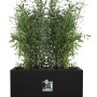 Schwarzer Elho Blumentopf Vivo Next Lang mit Rollen, bepflanzt mit Bambus.