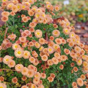 Winteraster Bronzekrone, Chrysanthemum hortorum mit bronze-orangen Blüten und grünen Blättern.