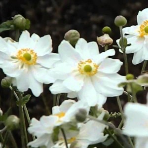 6 x Herbst-Anemone 'Whirlwind' Anemone hybrida Topf 9cm Schnittblume