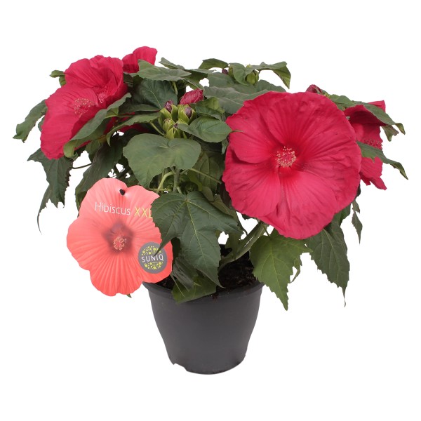 Hibiskus kaufen bei OBI