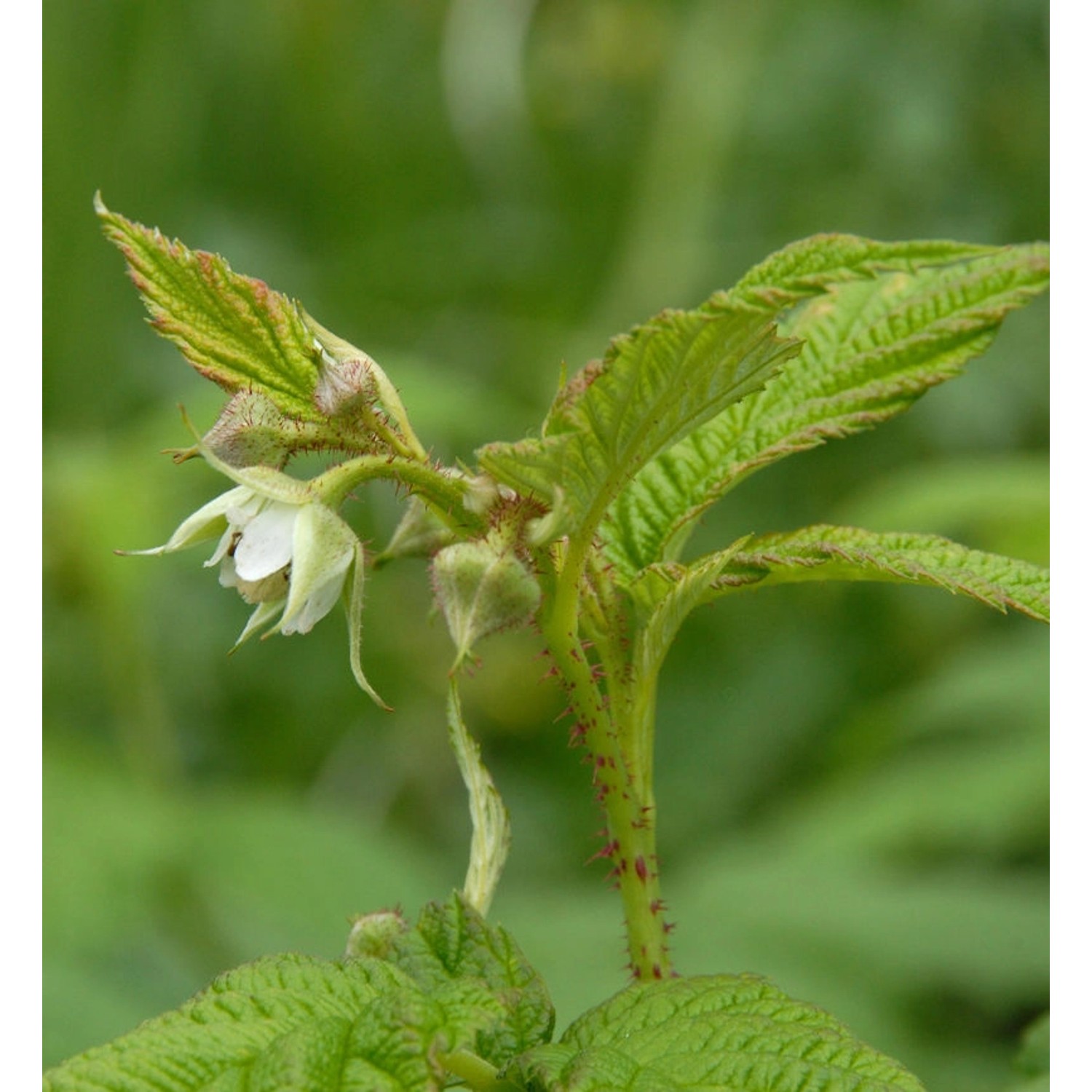 Himbeere Golden Everest - Rubus idaeus günstig online kaufen