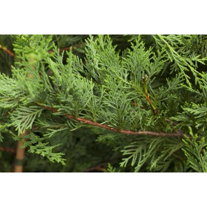 Detailaufnahme der grünen Nadeln einer OBI Riesenzypresse Castlewelland Gold.