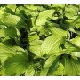Nahaufnahme der grünen Blätter der Funkie Honeybells (Hosta plantaginea), einer Staude.
