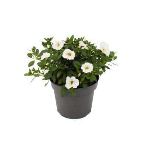 Set aus 3 weißen Exotenherz Zauberglöckchen (Calibrachoa) im 12cm Topf.