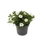 Set aus 3 weißen Exotenherz Zauberglöckchen (Calibrachoa) im 12cm Topf.