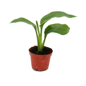 Kleine Monstera Deliciosa (Fensterblatt) Minipflanze im 5,5cm Topf. Ideal für Schalen und Gläser.