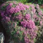 Teppich Thymian 'Bressingham Seedling' mit rosa Blüten auf einem Stein im Garten.
