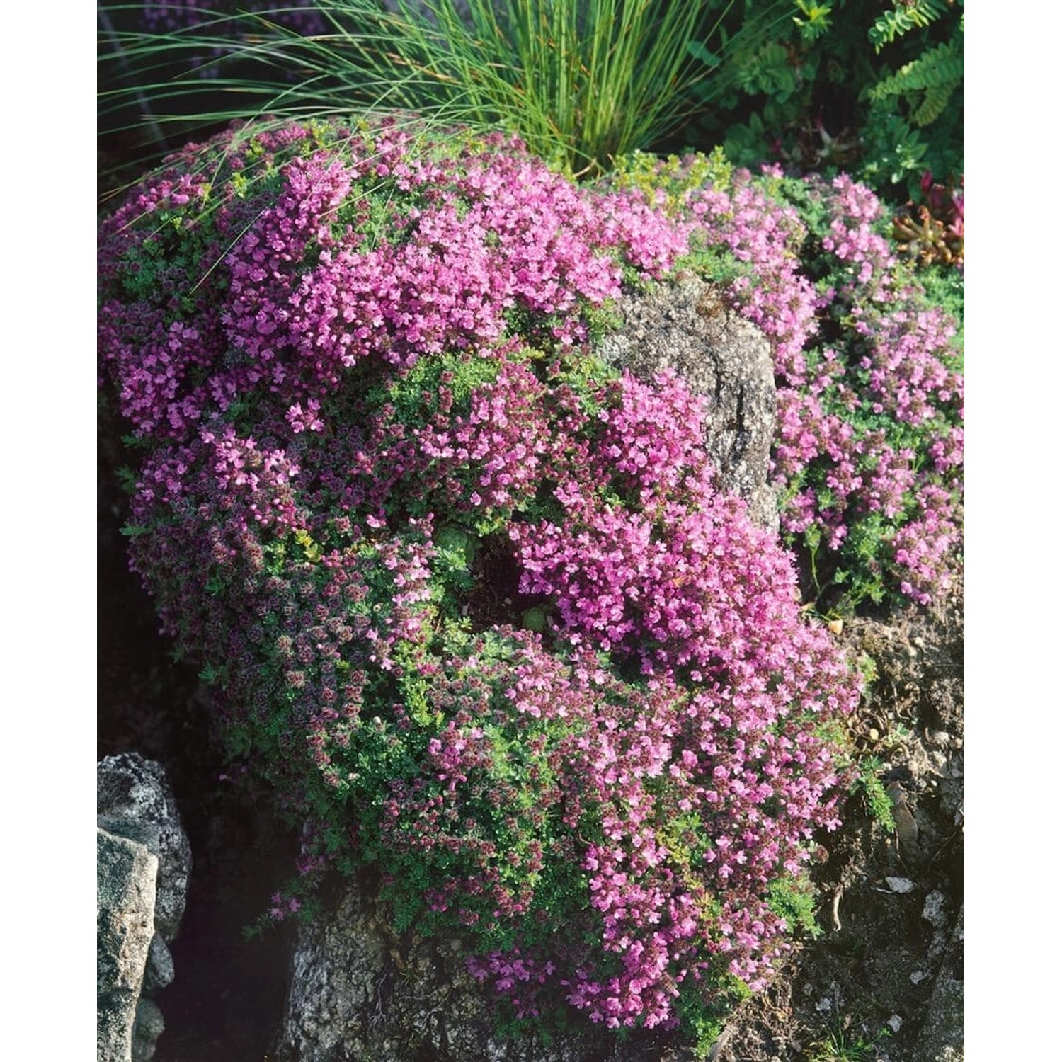 Thymus Doerfleri Bressingham Seedling Teppich Thymian Ca. 9x9 cm Topf günstig online kaufen
