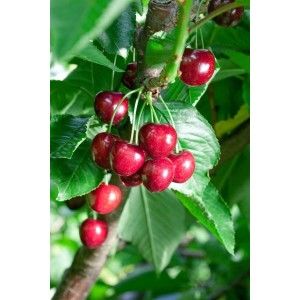Süßkirsche 'Summit' mit reifen, dunkelroten Früchten am Baum. Hausbaum für Garten.