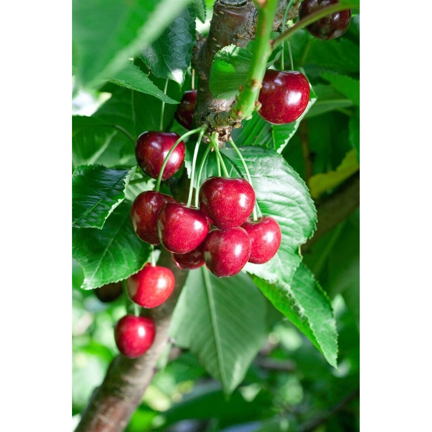 Prunus Avium Summit Süßkirsche 150–200 cm Große Früchte günstig online kaufen