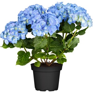 Blaue Bauernhortensie Blue Ballad im Topf, ca. 30-40 cm hoch.