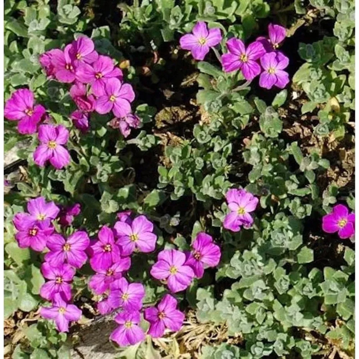 Blaukissen Cascade Rot - Aubrieta cultorum