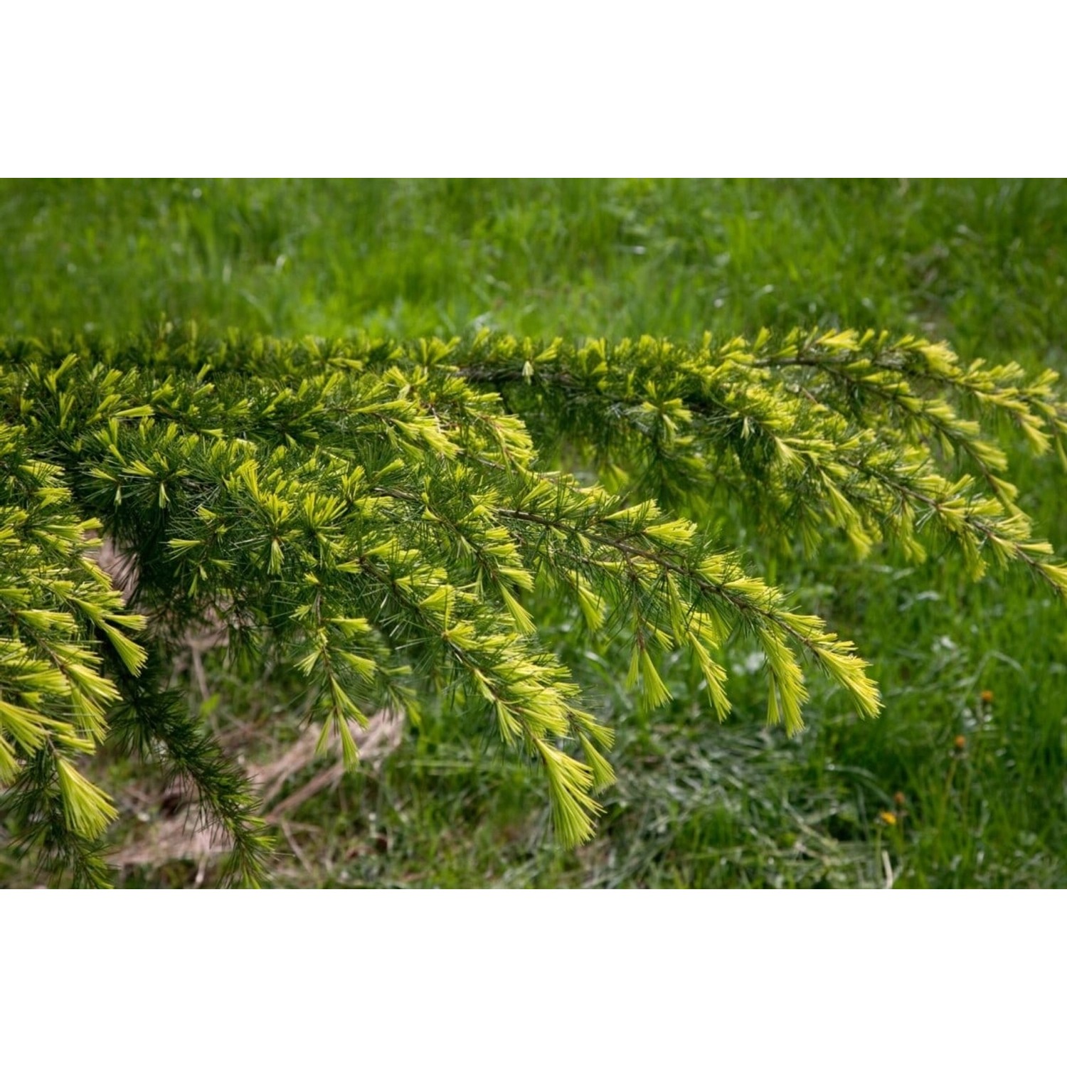 Cedrus Deodara Golden Horizon Himalaya-Zeder Goldgelb 100–125 cm günstig online kaufen