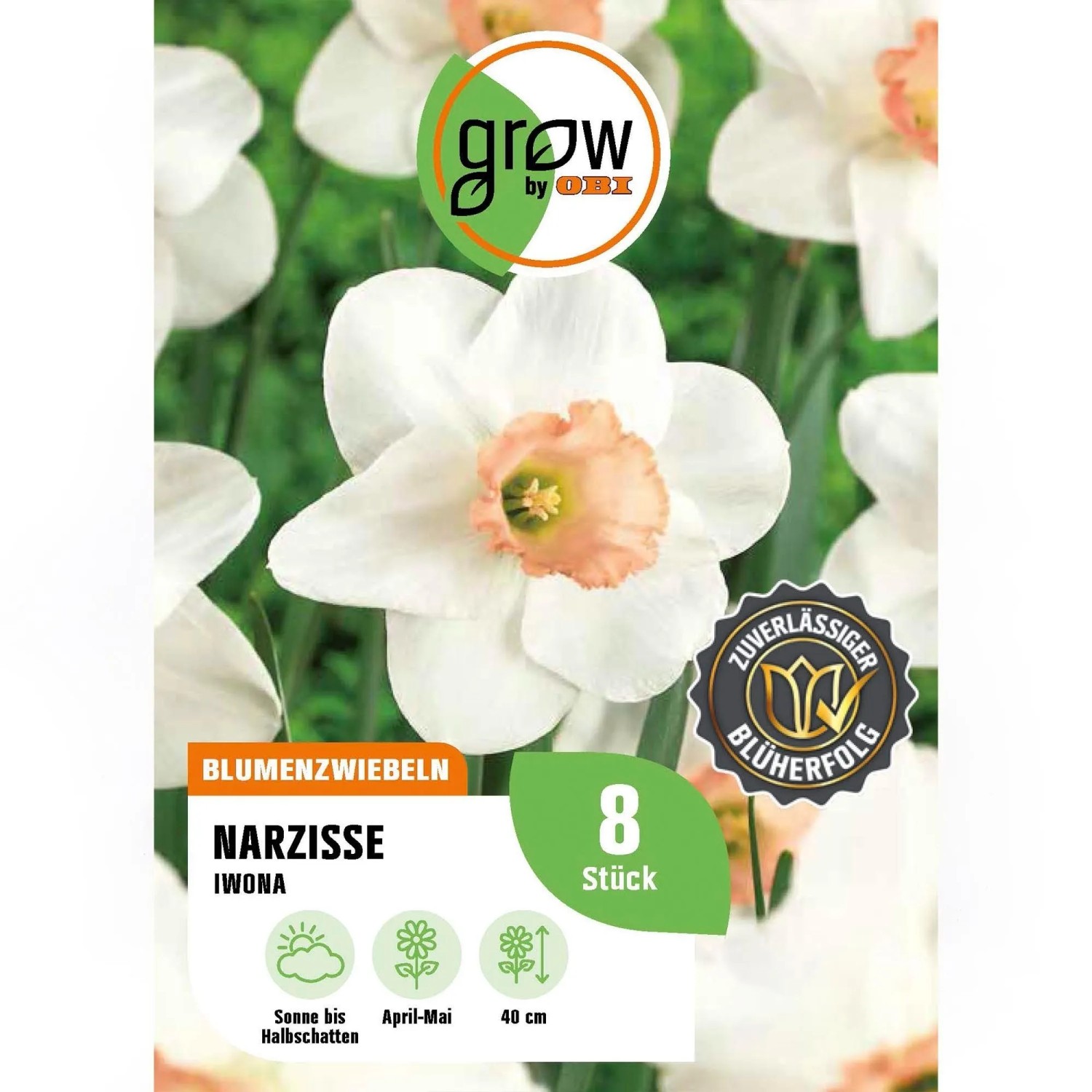 GROW by OBI Narzisse Iwona Weiß-Orange 8 Stück Narcissus,arge cupped Skype
