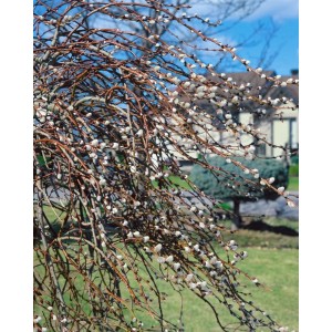 Purpurweide 'Mount Aso' mit rosa Kätzchen, Stammhöhe 120 cm. Dekorative Solitärpflanze für den Garten.