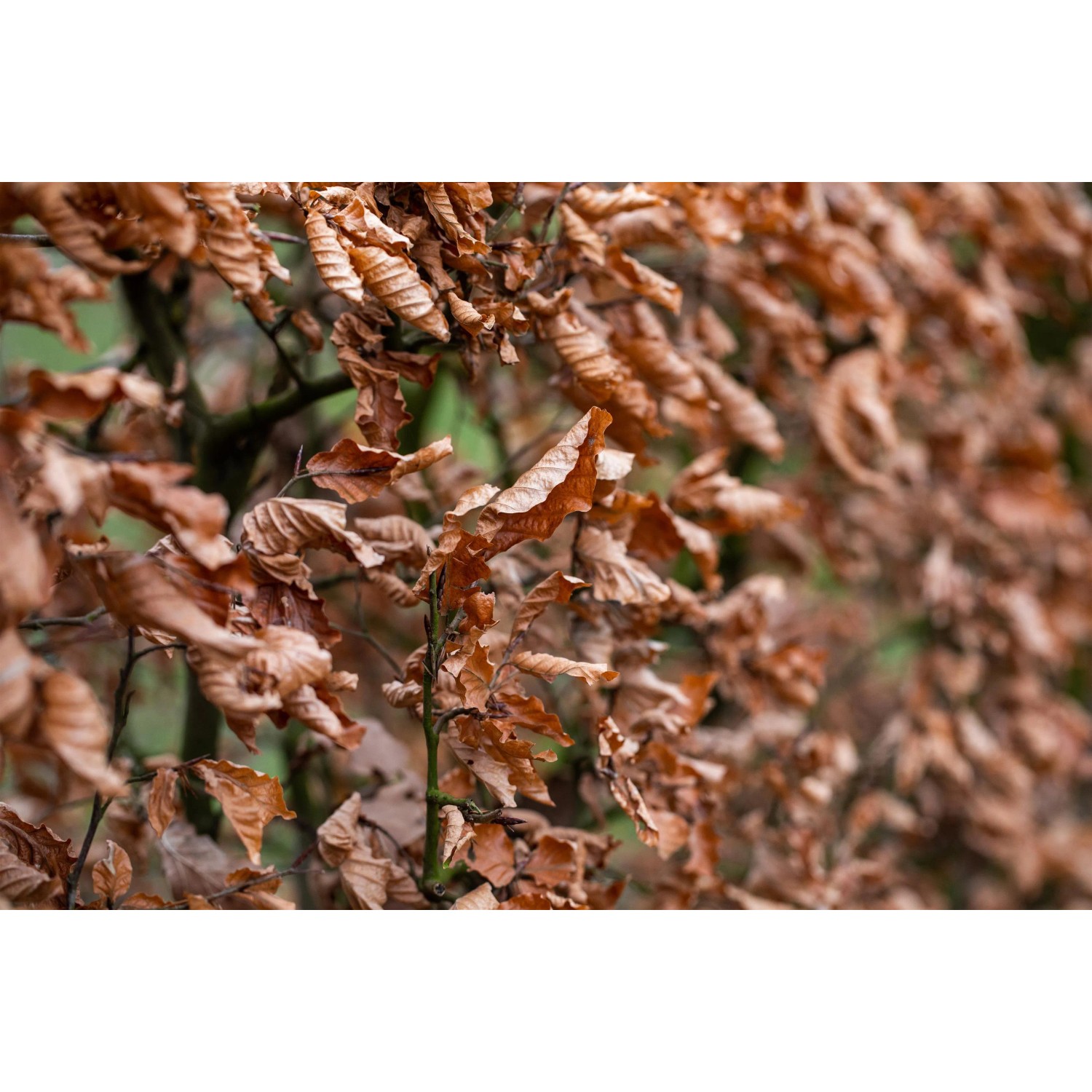 Hainbuche (Carpinus betulus) Set mit braunen Blättern, ideal für Hecken.