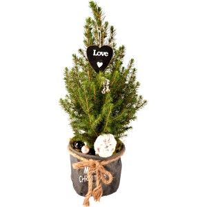 Dekorierte Zuckerhut-Fichte im Jutegefäß, Topf ca. 16cm, mit Herzanhänger "Love", Weihnachtsbaum.