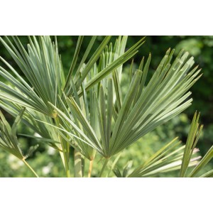 Nahaufnahme der grünen Blätter einer Hanfpalme (Trachycarpus fortunei) im Topf von GROW by OBI.