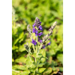 Violett blühender Steppen-Salbei 'Marcus' im 9x9 cm Topf. Kompakte Staude für sonnige Standorte.