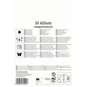 Kiepenkerl Zierlauch 'A. neapolitanum', 10 Stück Blumenzwiebeln in Verpackung.