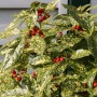 Japanische Aucube Variegata Strauch mit rot leuchtenden Beeren und gelb-grün gesprenkelten Blättern.