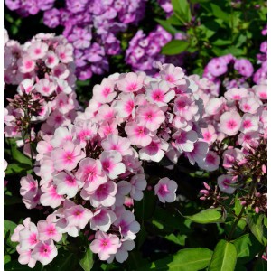 Nahaufnahme der rosa-weißen Blüten der Hohen Flammenblume 'Miss Pepper' (Phlox paniculata).