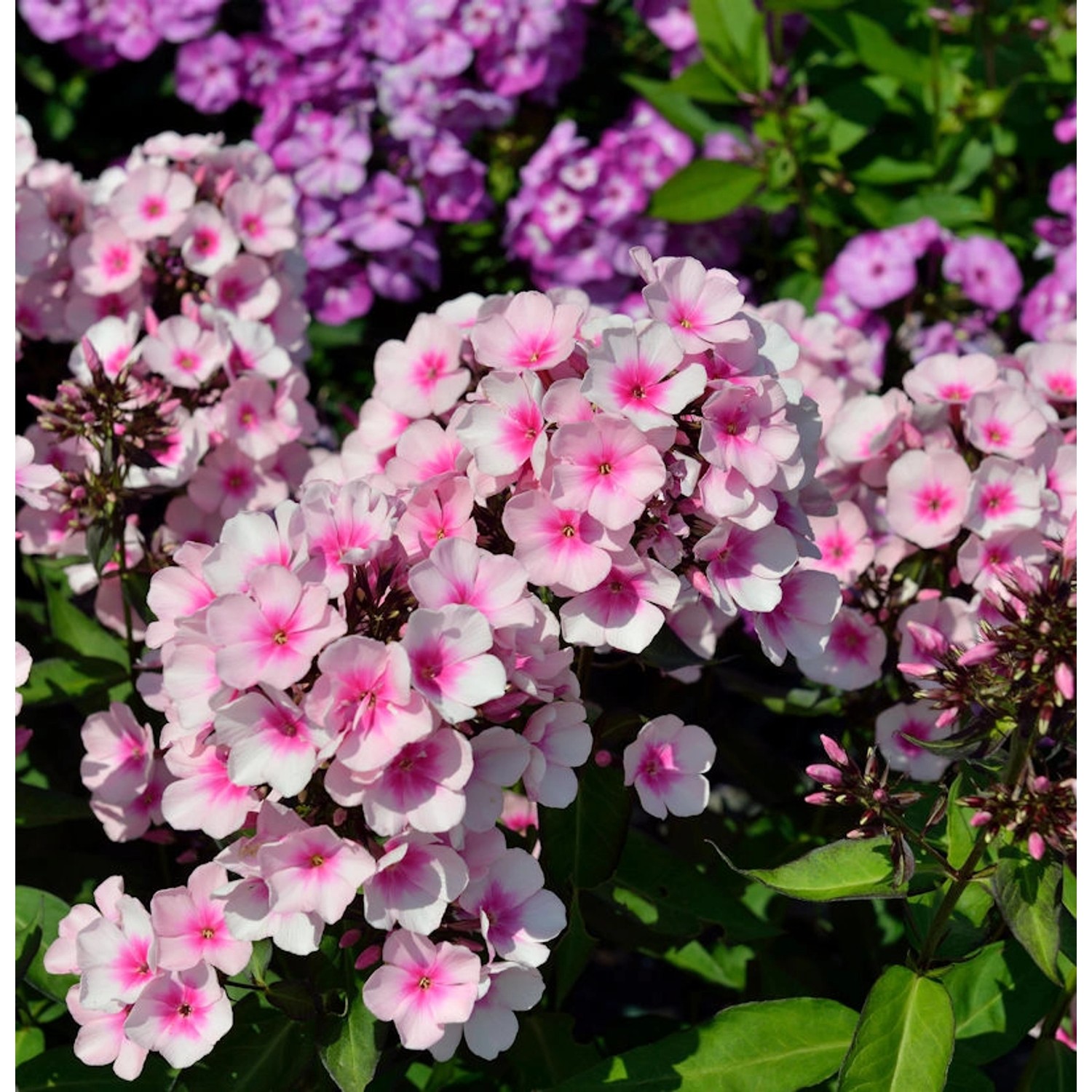 Hohe Flammenblume Miss Pepper - Phlox paniculata günstig online kaufen