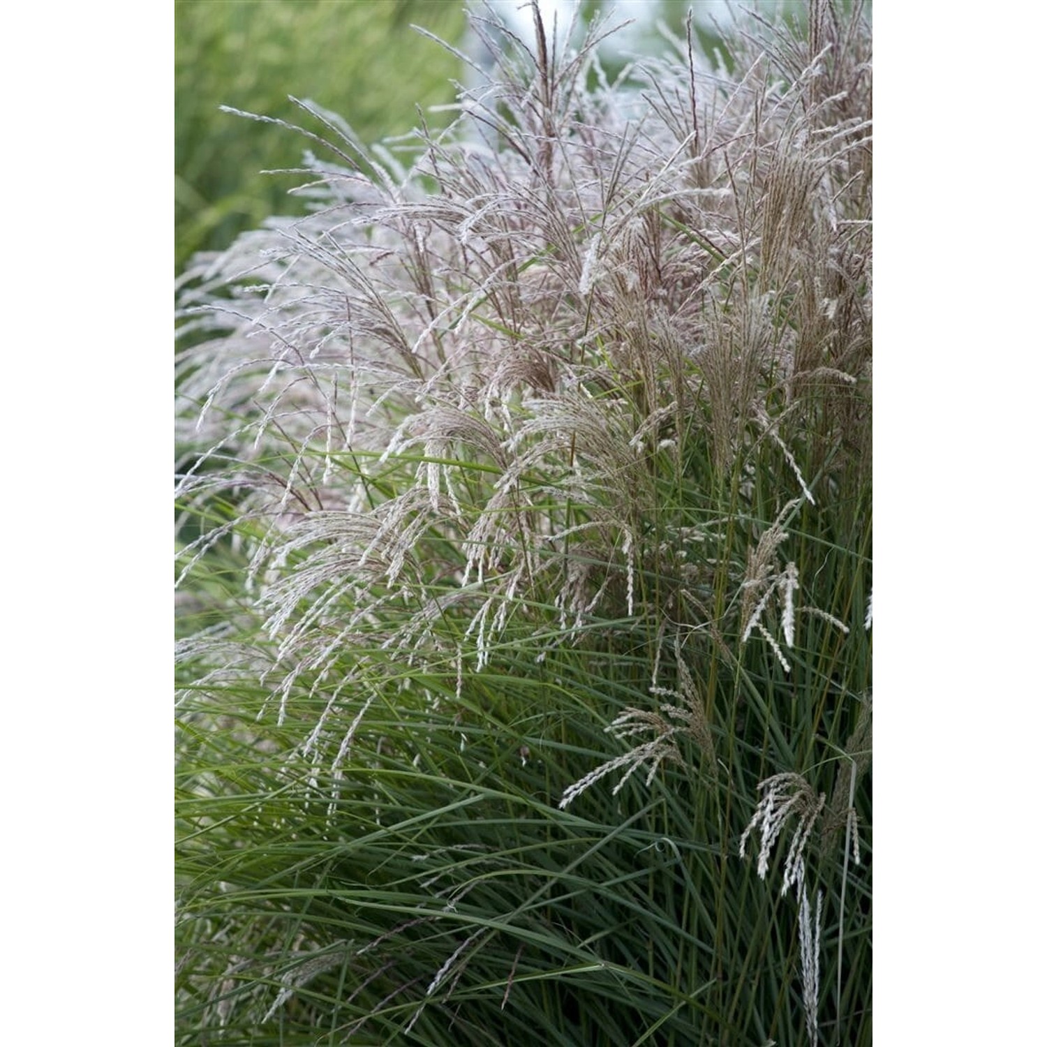 Miscanthus Sinensis Federweißer Chinaschilf Weiß 3-5 Liter Container günstig online kaufen