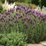 Buschiger Schopflavendel Anouk Dark Purple im Gartenbeet mit dunkelvioletten Blüten.